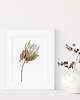 grafiki i ilustracje Protea, grafika, akwarela - sepia 5