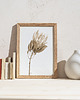 grafiki i ilustracje Protea, grafika, akwarela - sepia 4