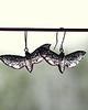 kolczyki - inne Black Butterfly 1