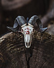 wisiory Wisior Czaszka Barana Tribal 1