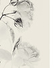 fotografia Beige Flower, kwiat fotografia,  3