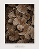 grafiki i ilustracje Plakat Ginko Biloba 2