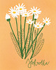 grafiki i ilustracje Stokrotka. Ilustracja 13x18cm 1