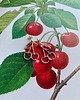 kolczyki srebrne Cherry- kolczyki srebrne- Wiśnie- Strawberries & Cherries 1