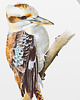 grafiki i ilustracje Ilustracja ptaka - kukabura chichotliwa 3