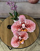 poduszki z grafiką Poduszka Mały Storczyk Orchidea Phalaenopsis 2