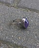 pierścionki - różne Fiolet - pierścionek regulowany 2