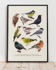 plakaty Plakat Zestaw "Ptaki" I i II 50x70 cm 1