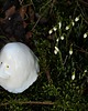 figurki i rzeźby Buka mini - 1 3
