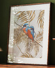 plakaty Plakat 50x40 Zimorodki 1
