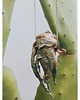 wisiory AVE AGAVE naturalny organiczny amulet Wiedźmy 1