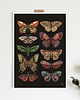 plakaty Motyle i ćmy plakat, plakat botaniczny, motyle, ćmy dekoracja 3