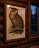 grafiki i ilustracje PLAKAT sowa, stara grafika, vintage dekoracja ścienna, puchacz ptak 4