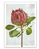 plakaty PLAKAT (poster) KWIAT PROTEA 1