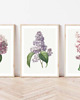 grafiki i ilustracje ZESTAW PLAKATÓW botaniczne kwiaty ilustracje 2