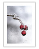 plakaty Plakat Frozen Beauty 1