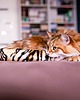 Zabawki dla zwierząt Zabawka dla kota kopacz kick & hug ze sznureczkami i kocimiętką TYGRYS 8