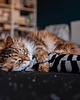 Zabawki dla zwierząt Zabawka dla kota kopacz kick & hug ze sznureczkami i kocimiętką ZEBRA BIAŁA 3
