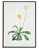 plakaty Plakat botaniczny GRAFIKA Mniszek MLECZ 2