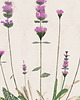 plakaty 2 ilustracje botaniczne  30x40 cm 2