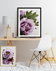plakaty Plakat Piwonie no.2 1