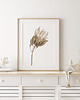 grafiki i ilustracje Protea, grafika, akwarela - sepia 1