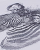 t-shirty męskie T-shirt ZEBRA 4