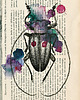 grafiki i ilustracje Cylindorthorax 42x30 cm, A3 2