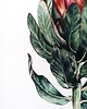 obrazy "Protea" 36*48cm/ akwarela 3