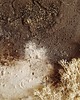 obrazy Obraz strukturalny "Micelium" 2