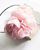 fascynatory peonies 1