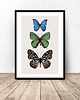 plakaty Plakat na ścianę "Trzy kolorowe motyle" 50x70 (500mm x 700mm) 1