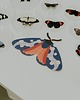 plakaty Plakat Six-spot Burnet - dekoracja ścienna motyl 6