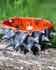 dodatki - różne Miseczka ceramiczna -  Żar 3