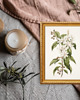 grafiki i ilustracje PLAKAT botaniczny, białe kwiaty grafika, rysunek kwiaty 2