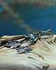 kolczyki srebrne Kolczyki srebrne Blue Maiden 4