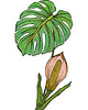 grafiki i ilustracje 90. Monstera - rysunek, plakat. 1