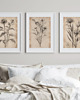 grafiki i ilustracje ZESTAW 3 PLAKATÓW beżowe botaniczne vintage 4