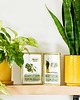grafiki i ilustracje Instrukcja roślinna: SANSEVIERIA 2