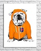 obrazy OBRAZ NA PŁÓTNIE -  60x80cm BULLDOG 2