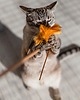 Zabawki dla zwierząt Wędka z rzemieniami THREE CRAZY CATS złota 3