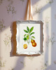 grafiki i ilustracje DWA PLAKATY galeria botaniczne owoce cytrusowe 3