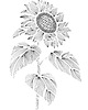 plakaty 64. SŁONECZNIK - rysunek, plakat. 1