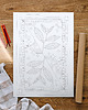 plakaty Plakat do Kolorowania Roślina Herbaciana Camelia Sinensis 50x70cm 1