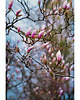 fotografia Magnolia 1