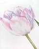 obrazy "Delikatny różowy tulipan" 20*30 cm/ akwarela 3