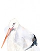 obrazy Oryginalna akwarela. Bocian 2