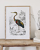 plakaty Plakat Ptak vintage 3