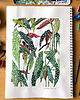grafiki i ilustracje Begonia - ilustracja botaniczna 3