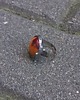 pierścionki - różne Ziemia - pierścionek regulowany 3